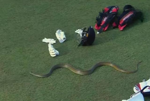 Snake enters the field in LPL, Karthik trolls Bangladesh